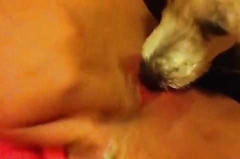 Small poodle licks big pussy lips