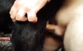 dog anal and cumming on him letting him lick