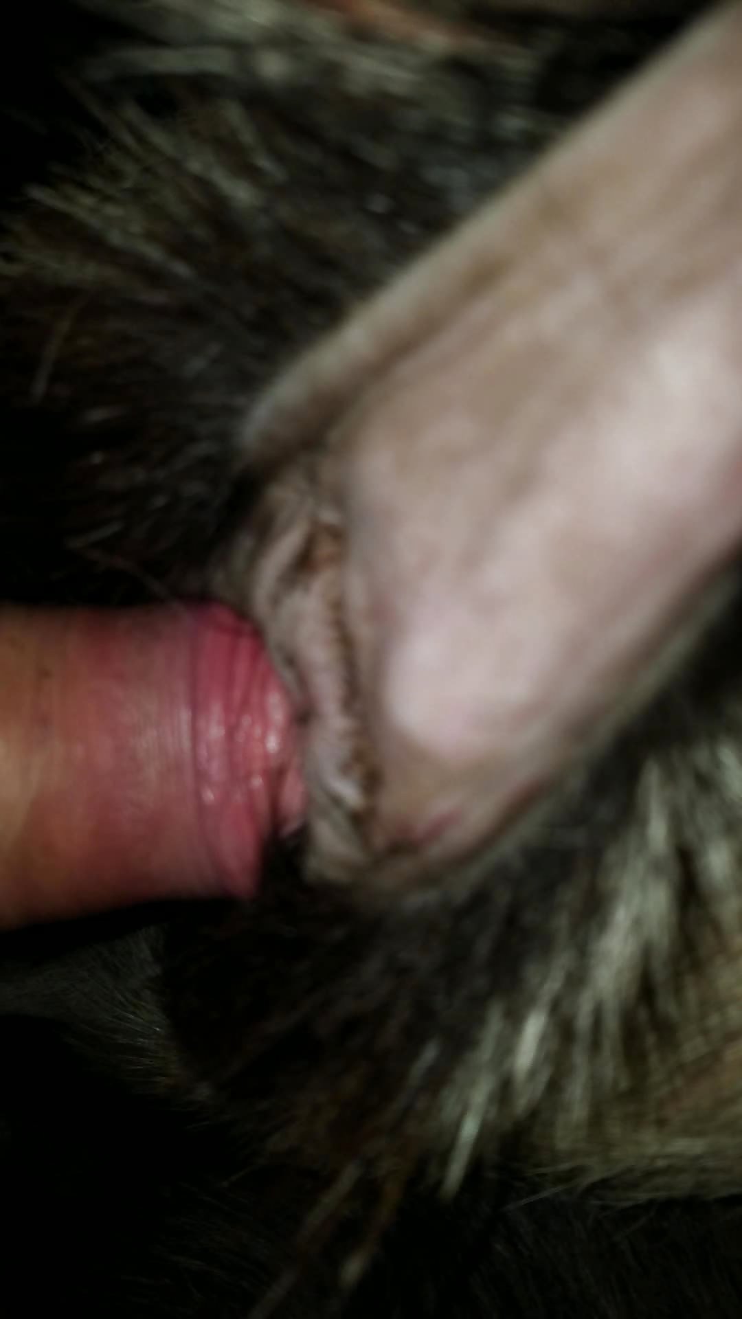 Teasing and Penetrating Goat pussy