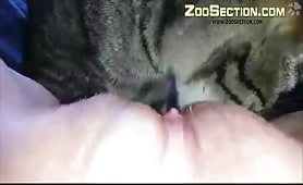 Cat Licking Pussy