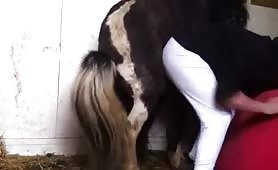 Shetland Stallion Fun (Eight)  GayBeast com