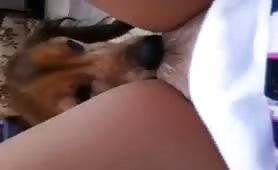 dog lickin my pussy