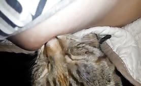 cats sucks nipple