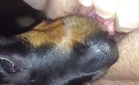 big dog eats pussy good