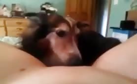 dog licks girl