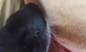 dog licks pussy and ass