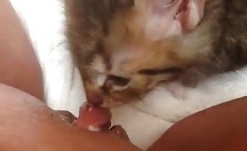 kitten licking and nibbling my pussy lips and clit