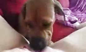 bullmastiff first lick