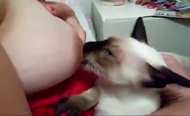 breastfeeding a cat