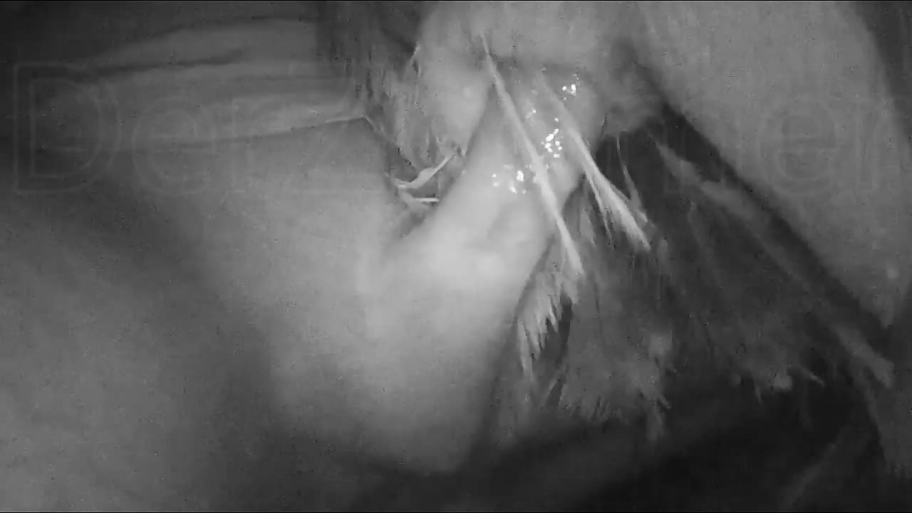 Pumping Cloaca Full Of Dripping Semen 2 WM