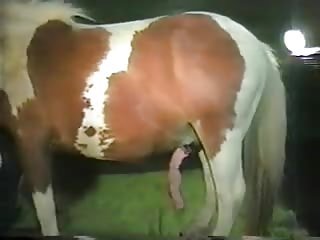 Pony plowing a dude's asshole in a weird bestiality vid