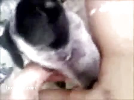 Cute puppy loves to lick his mommy's cunt clean after she cu