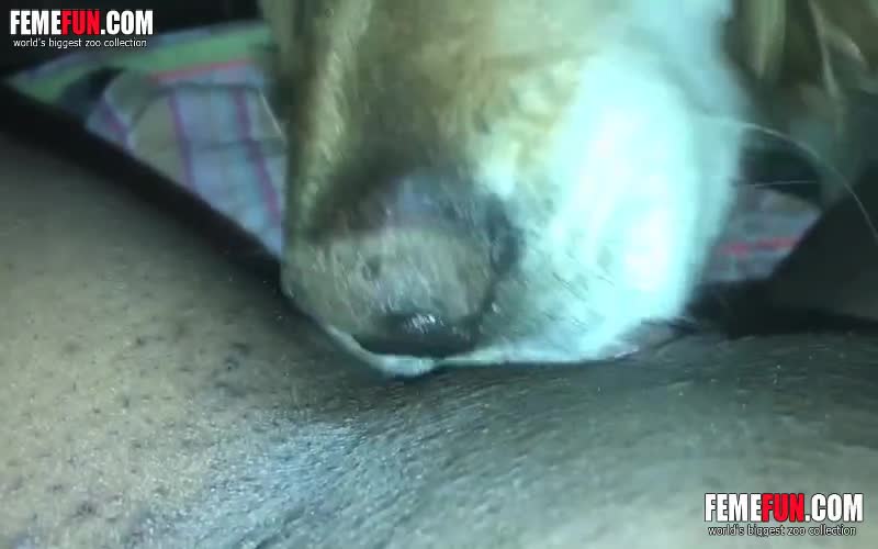 Pussy woman dog licks My First
