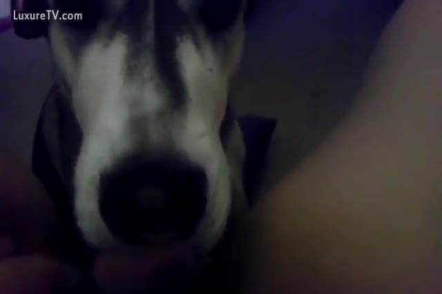 Luxuretv Zoophilia nasty