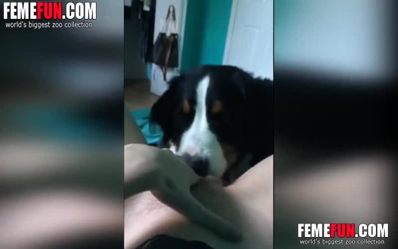 Dog lick girls pussy