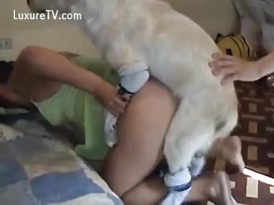 Dog licks female's ass then fucks her in the pussy