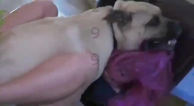 Agressão de cachorro duro