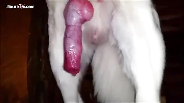 dog cock cum[[[[[[[ 