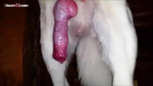 Cock cum dog Big Dick