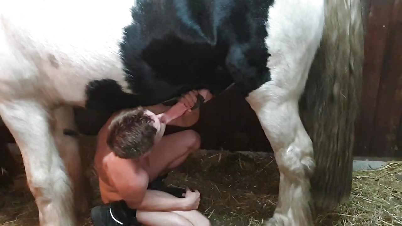sucking off a stallion