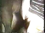 Horse 18
