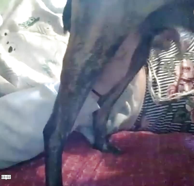 Amateur Skype Dog