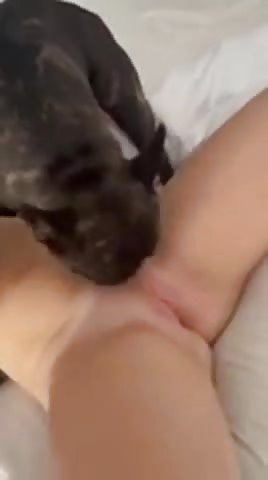 Girlfriend Knotted by French Bulldog