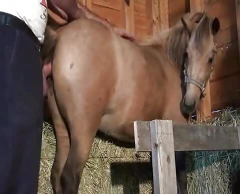 guy fucks super hot mare