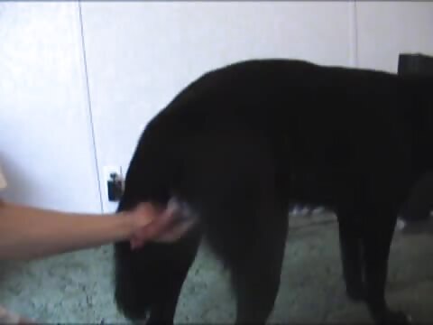 black dog jerk and anal