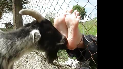 goat feet compilation