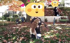 Hime Riki Shiba Inu