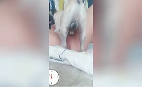 Rubao Amator dog 1