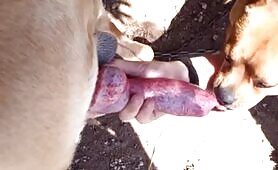 Doggy Wanking and Sucking 