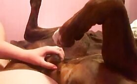 Los huevos de mi perro