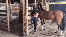 Your penis doesn't fit - Horse - part 1