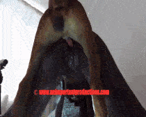 Harley Quinn - Bitch Training