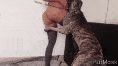 Lady Zoe – Fucking the dog (known as 26)