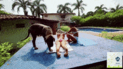 Alison and Lina – Lawn of Attraction