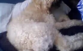 40414 webcam girl with her dog