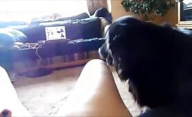 69824 dog lick