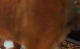 89154 dog finally gets to fuck beautiful woman