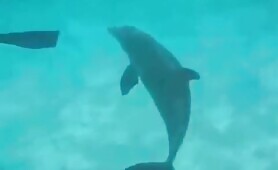 48513 dolphin rape