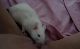 rat