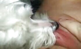 66862 getting licked