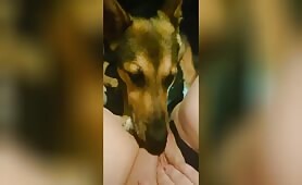 Dog suck in car