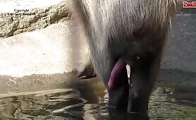 Cumming Capybara
