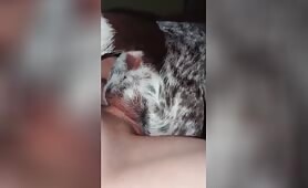 Dog pussy orgasming on cock