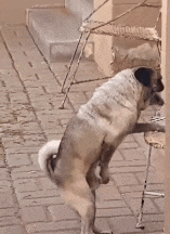 Who let the dogs out?