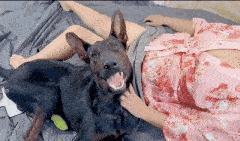 Amateur Tusizi - Chinese dog artist 13
