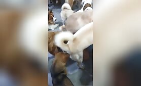 A good boy  Productions - Amateur - 34